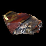 Petrified Wood - Arizona