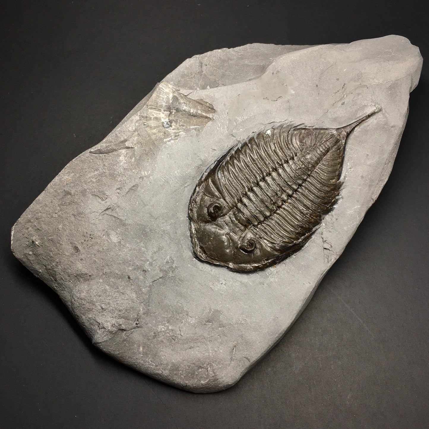 Dalmanites limulurus Trilobite