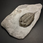 Dalmanites limulurus Trilobite