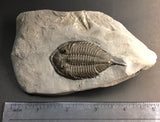 Dalmanites limulurus Trilobite