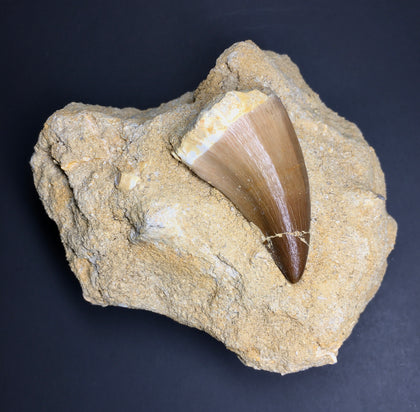 Mosasaur Tooth