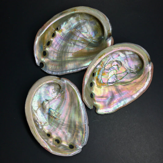 Abalone Shells