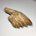 Zygorhiza kochii Whale Tooth - Molar