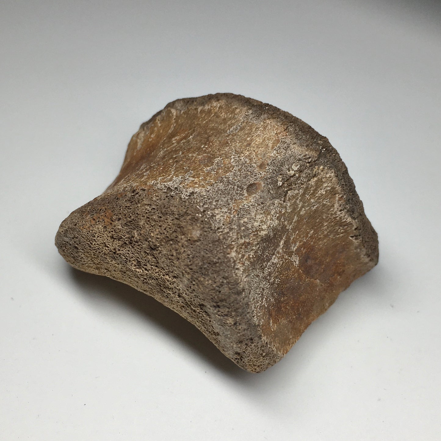 Duckbilled Dinosaur Toe Bone