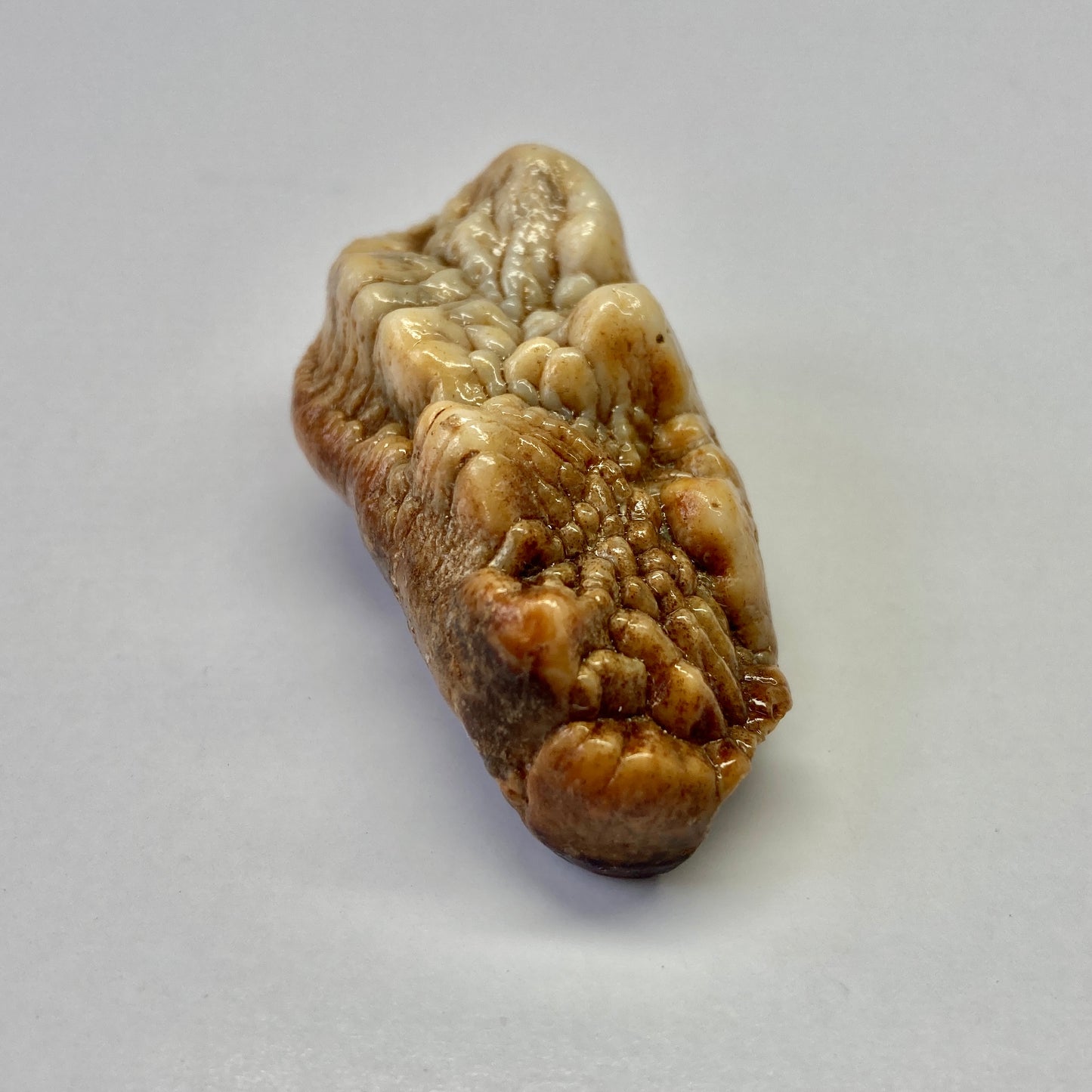 Cave Bear Molar Tooth