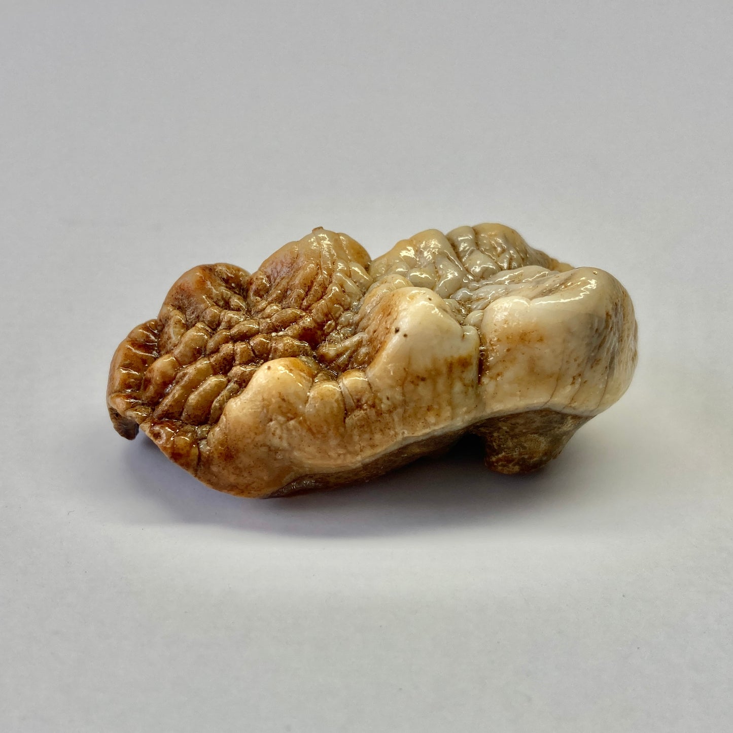 Cave Bear Molar Tooth