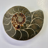 Ammonite - Cymatoceras sakalavuz