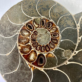 Ammonite - Cymatoceras sakalavuz