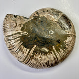 Ammonite - Cymatoceras sakalavuz