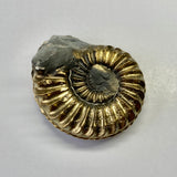 Pyritized Pleuroceras Ammonite