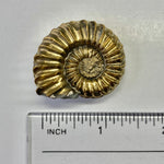 Pyritized Pleuroceras Ammonite