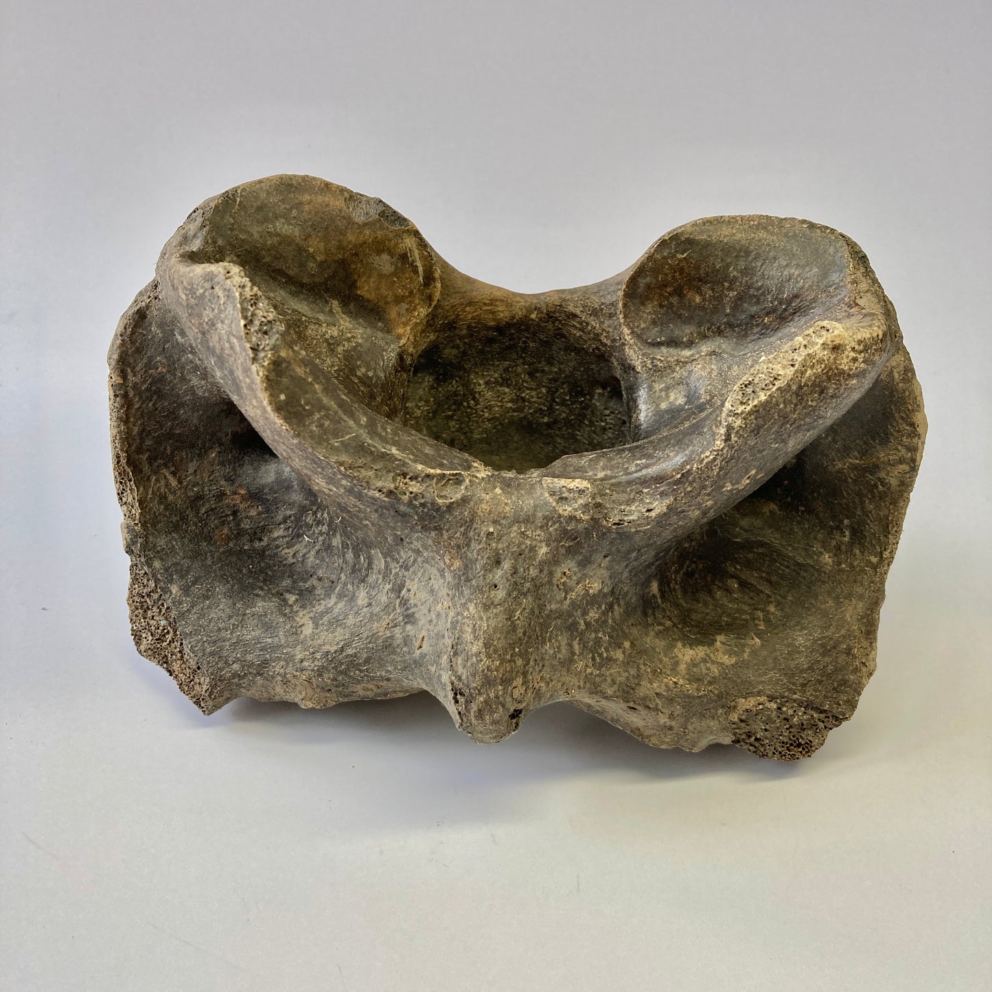 Bison sp. Atlas Vertebra