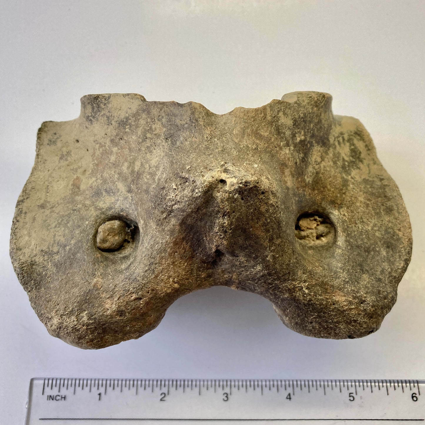 Bison sp. Atlas Vertebra