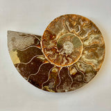 Ammonite, Cymatoceras