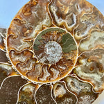 Ammonite - Cymatoceras