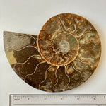 Ammonite - Cymatoceras