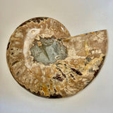 Ammonite - Cymatoceras