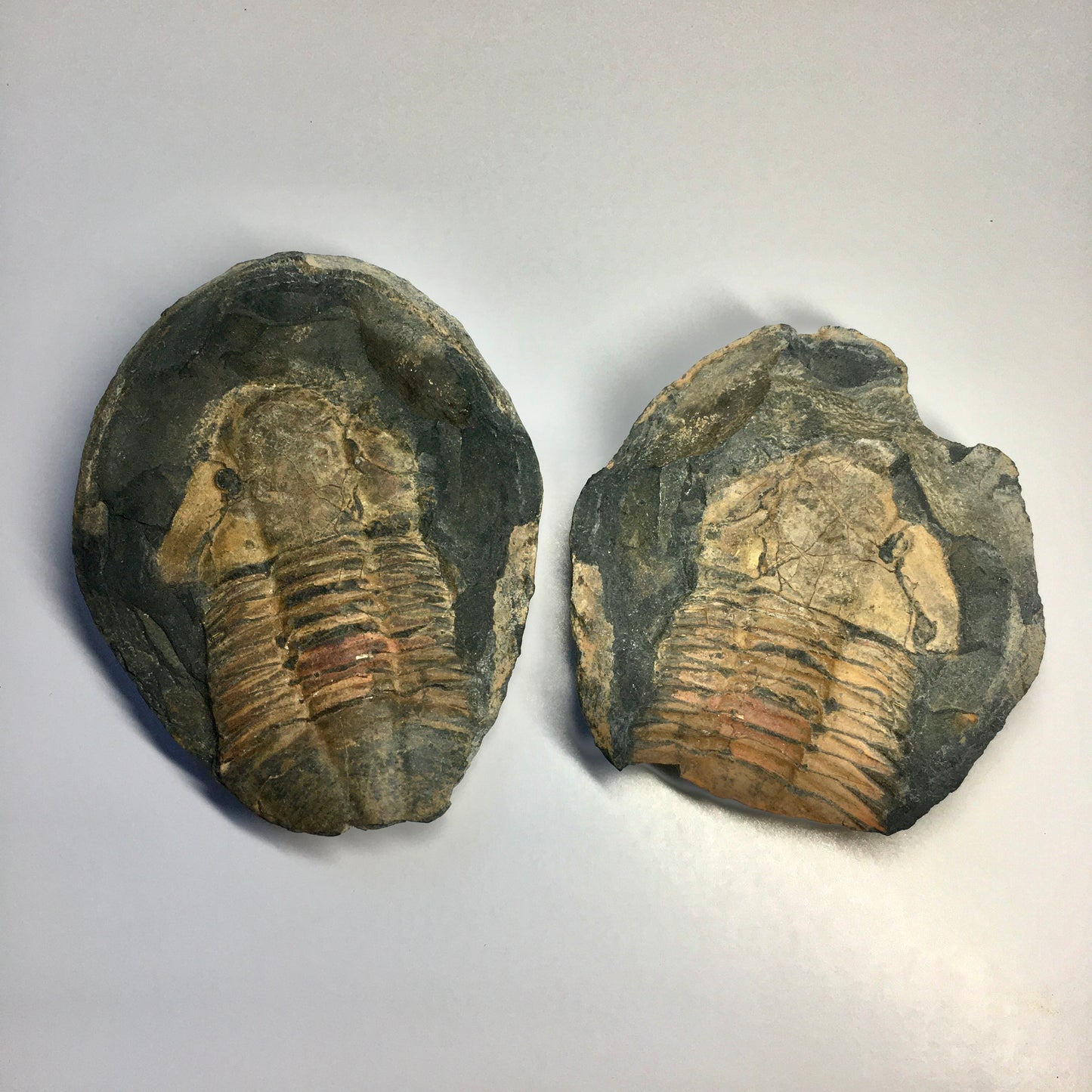 Hoekaspis sp. Trilobite Pair