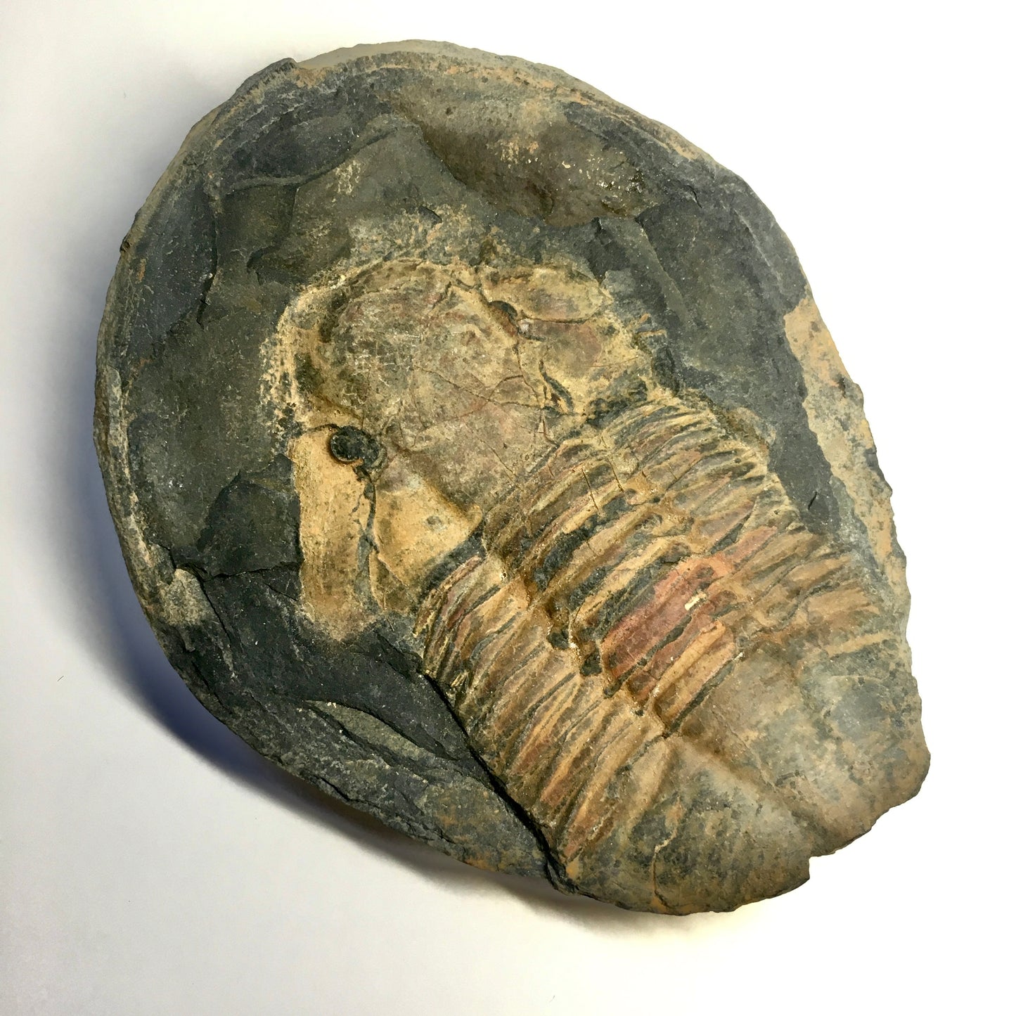 Hoekaspis sp. Trilobite Pair