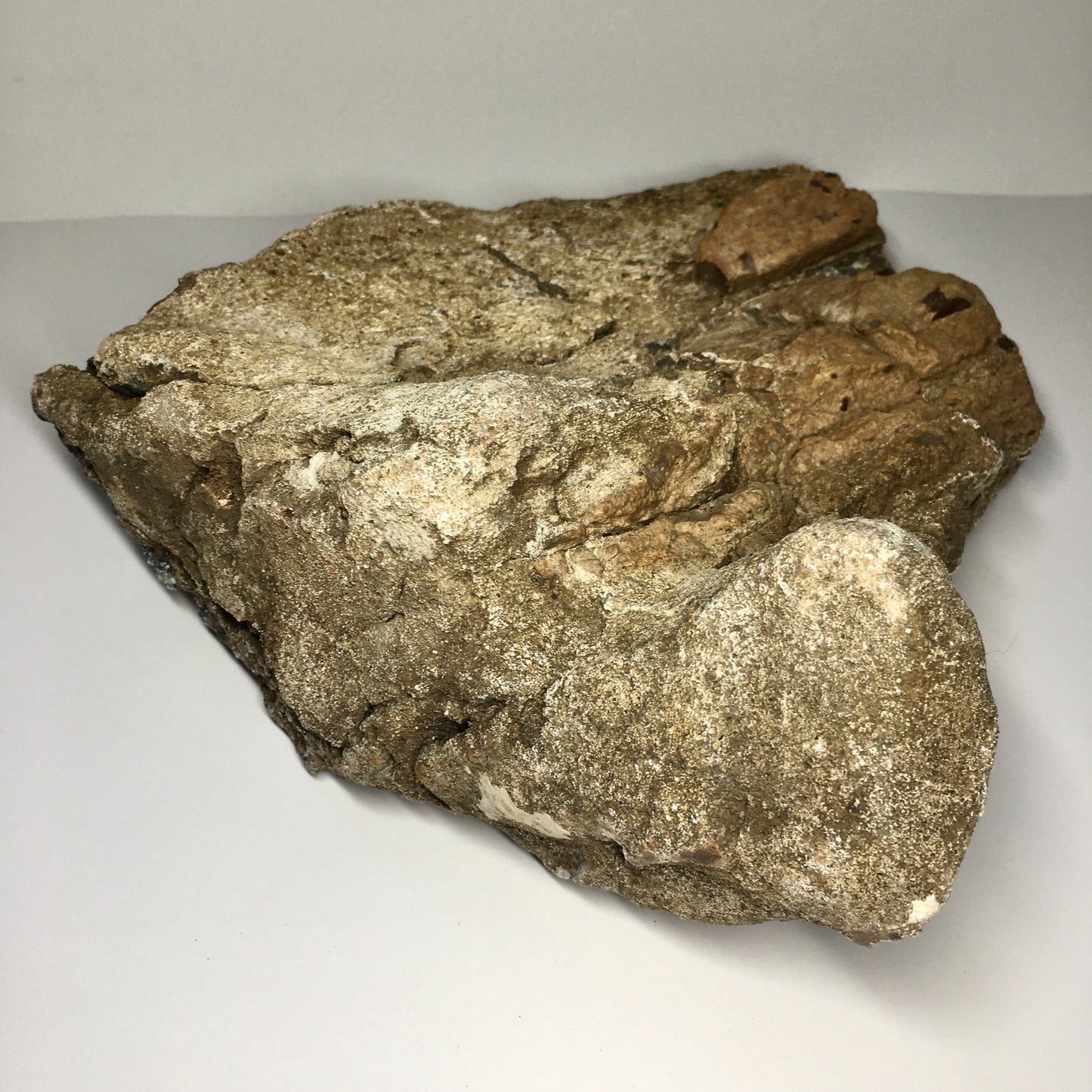 Upper Tibia Dinosaur Bone with Chalcedony