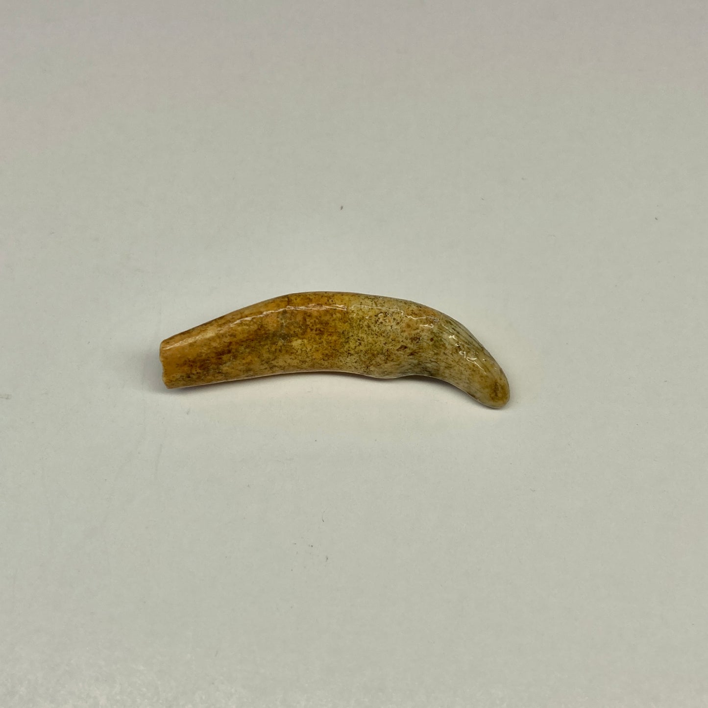 Cave Bear Juvenile Tooth