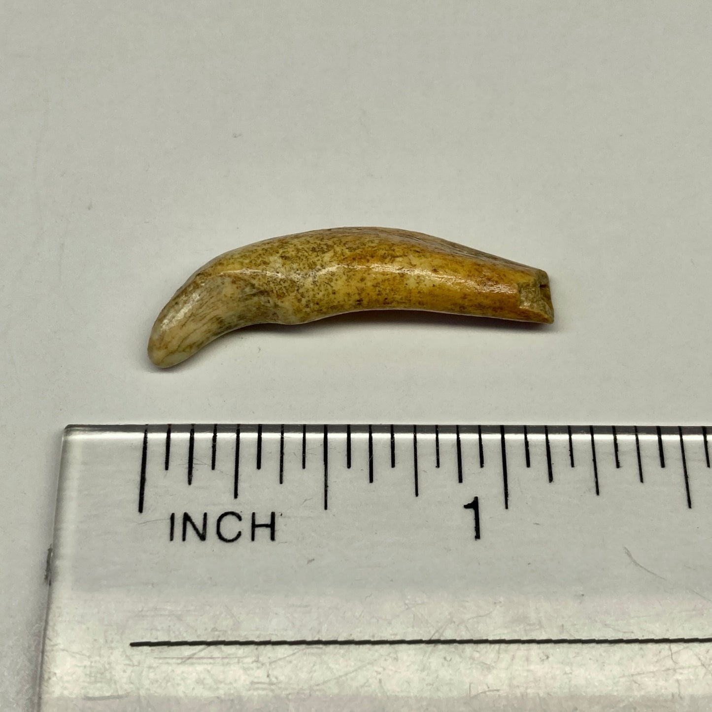 Cave Bear Juvenile Tooth