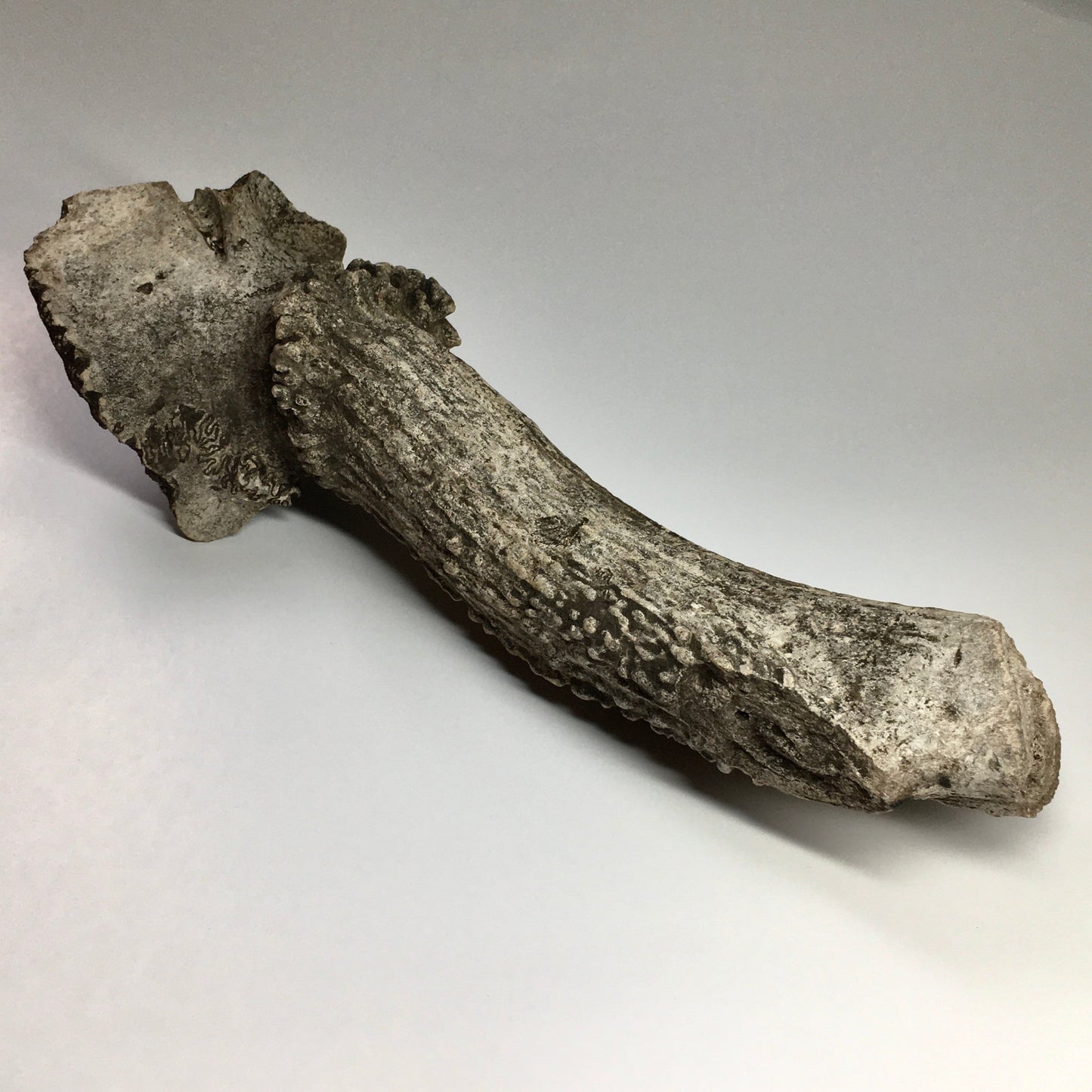 Pleistocene Deer Antler