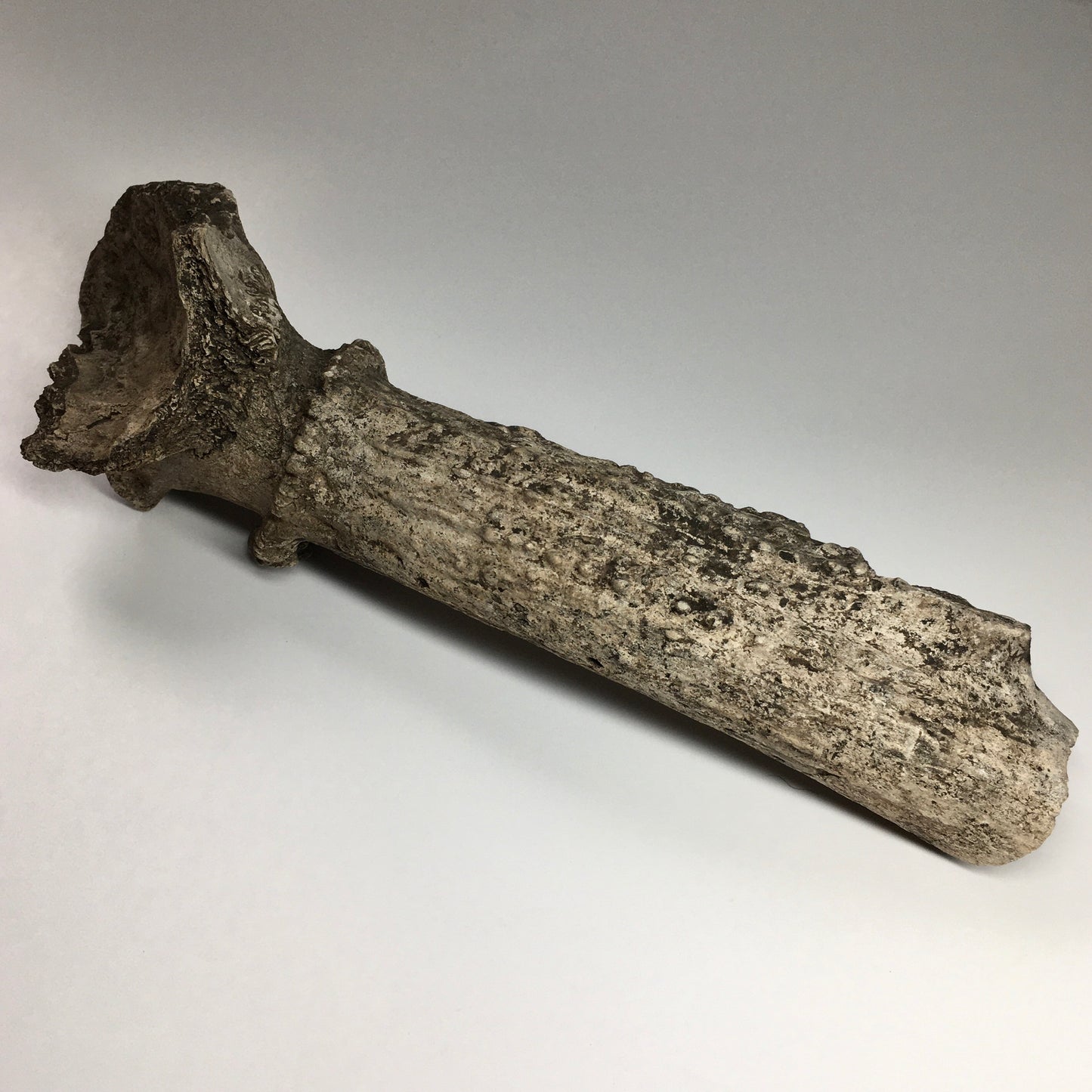 Pleistocene Deer Antler