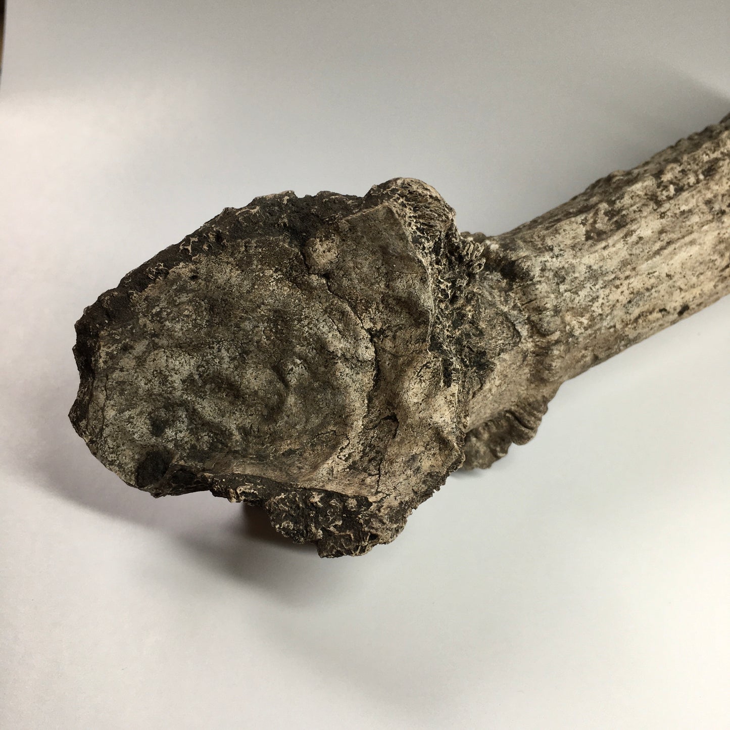 Pleistocene Deer Antler