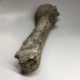 Pleistocene Deer Antler