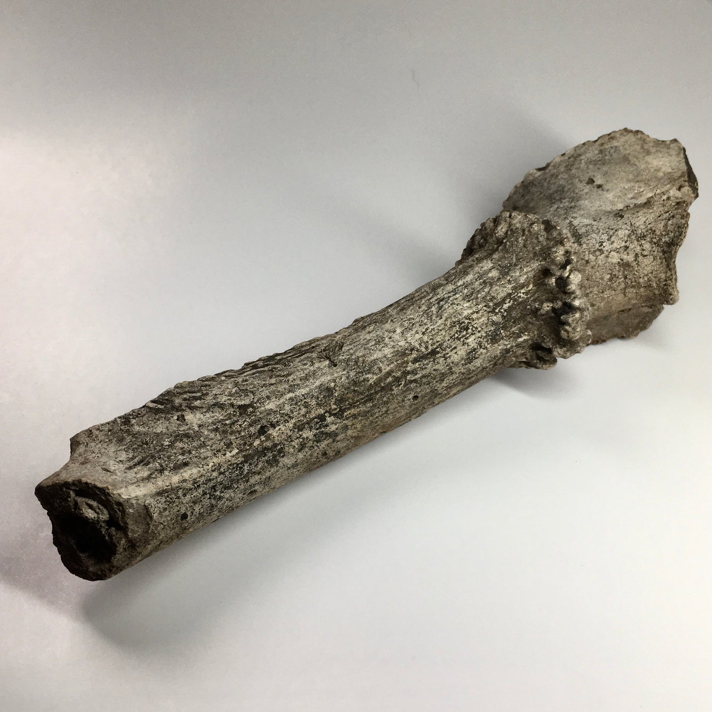 Pleistocene Deer Antler