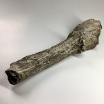 Pleistocene Deer Antler