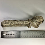 Pleistocene Deer Antler