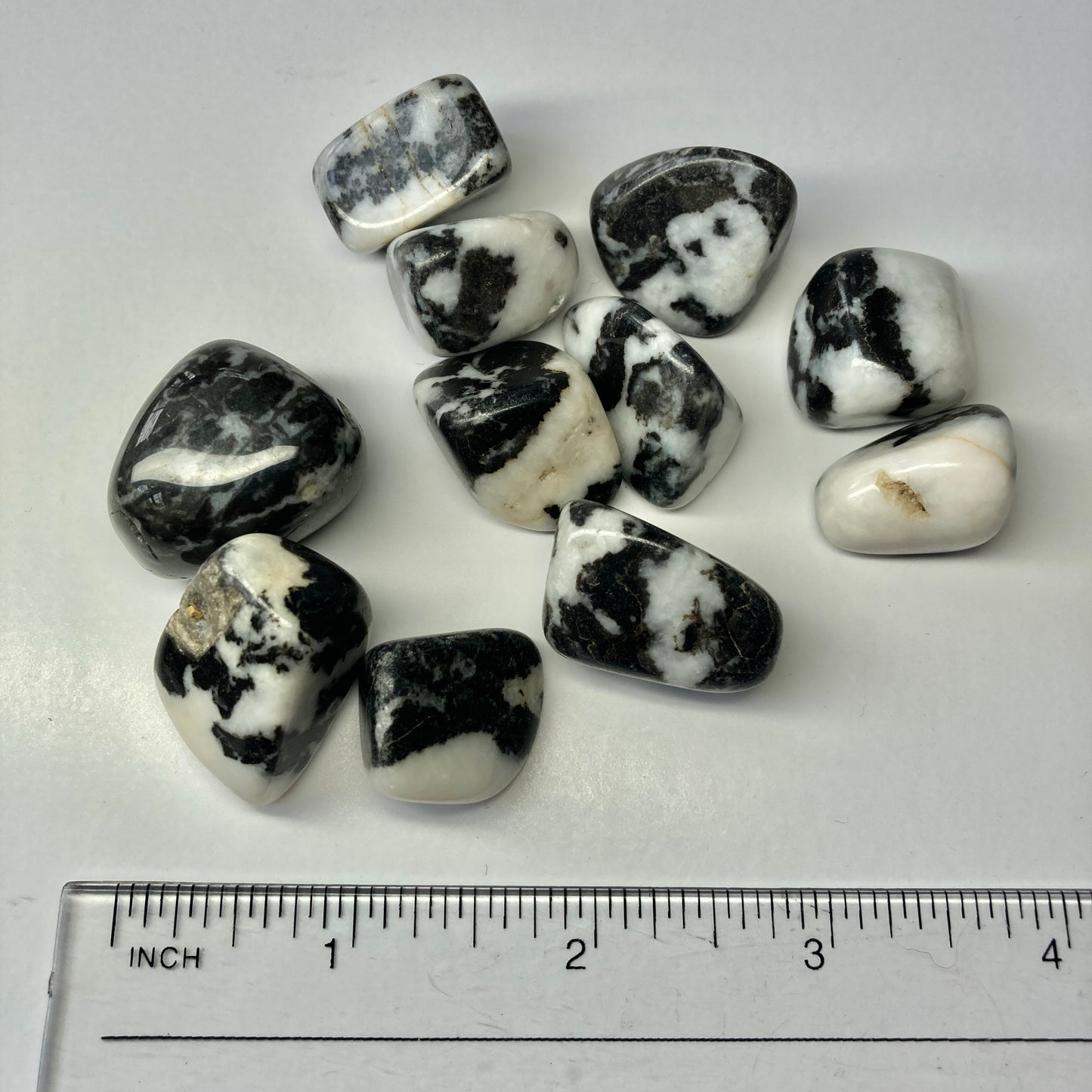 Zebra Jasper