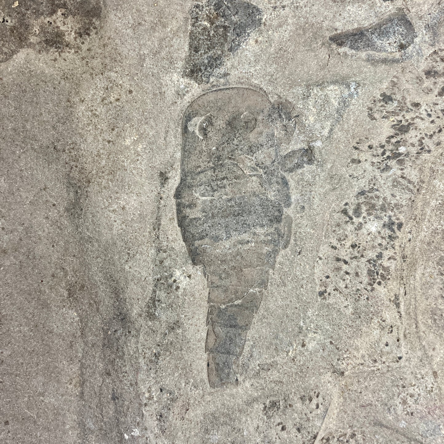 Eurypterus remipes - New York State Fossil