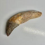 Zygorhiza kochii Whale Tooth - Incisor