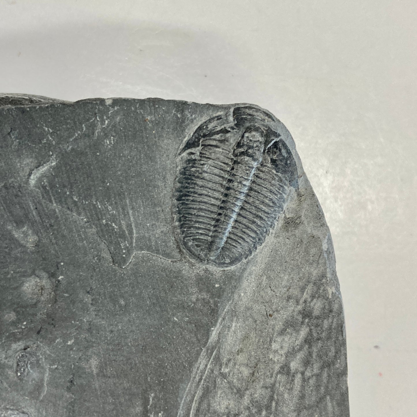 Elrathia kingii Trilobite