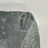 Elrathia kingii Trilobite