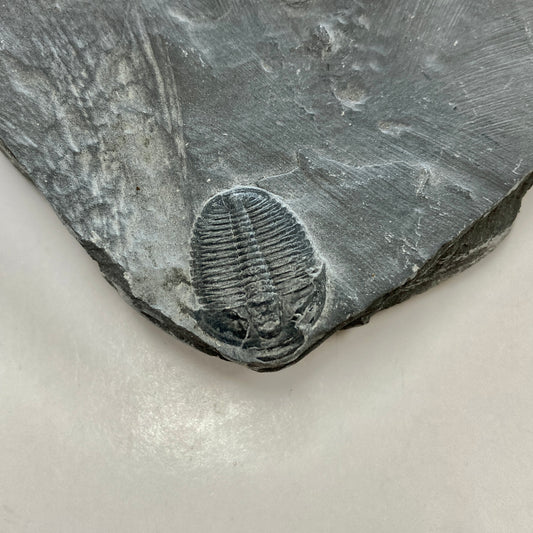 Elrathia kingii Trilobite