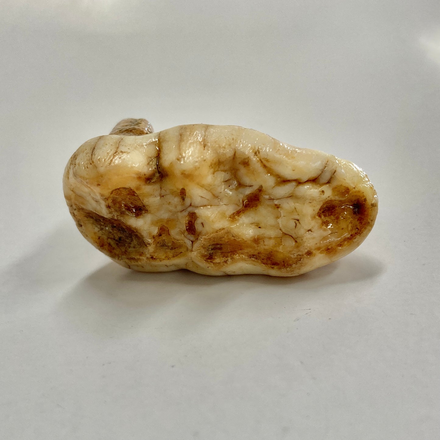 Cave Bear Molar Tooth