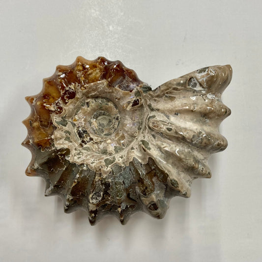 Ammonite - Douvilleiceras sp.