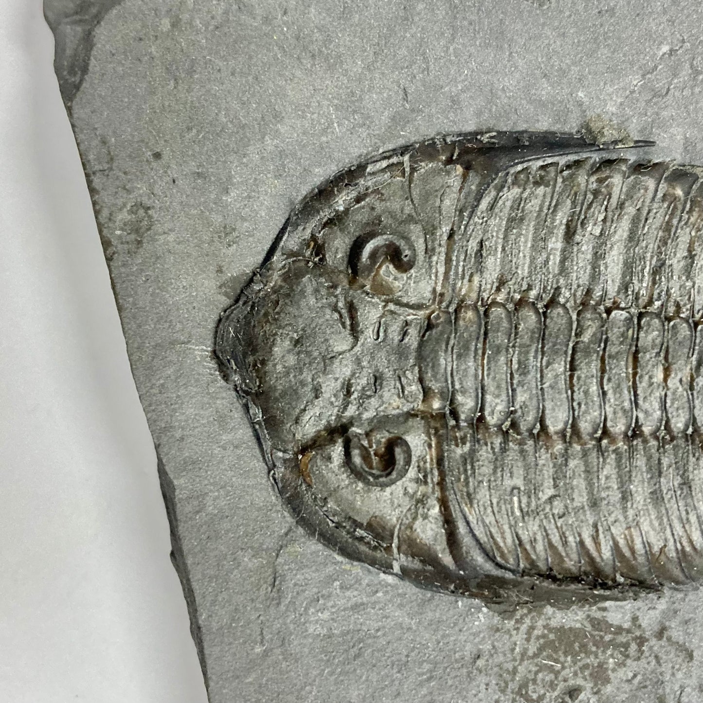 Dalmanites limulurus Trilobite