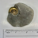 Pyritized Pleuroceras Ammonite