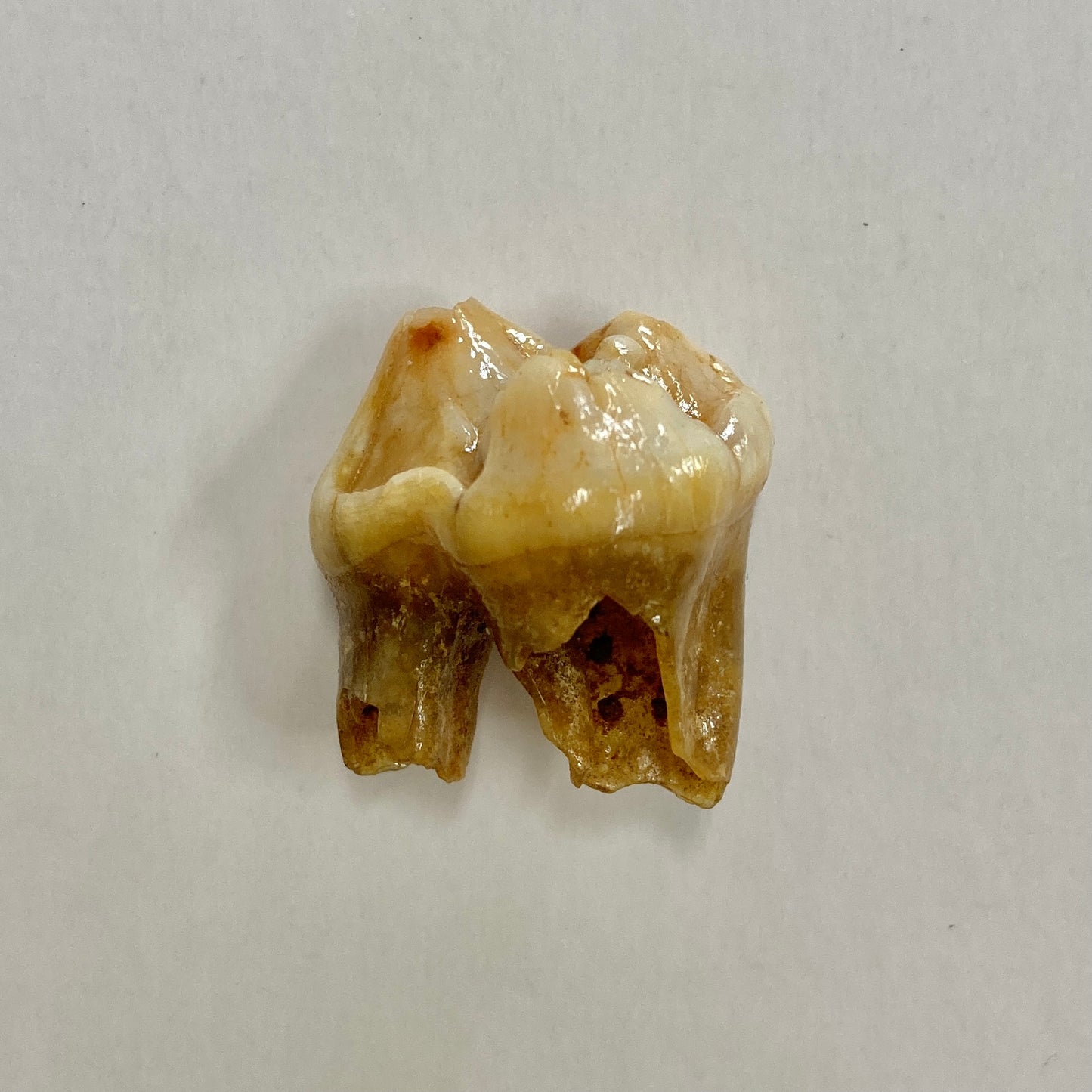 Cave Bear Premolar Tooth