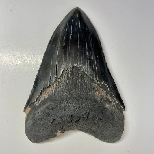 Megalodon Tooth