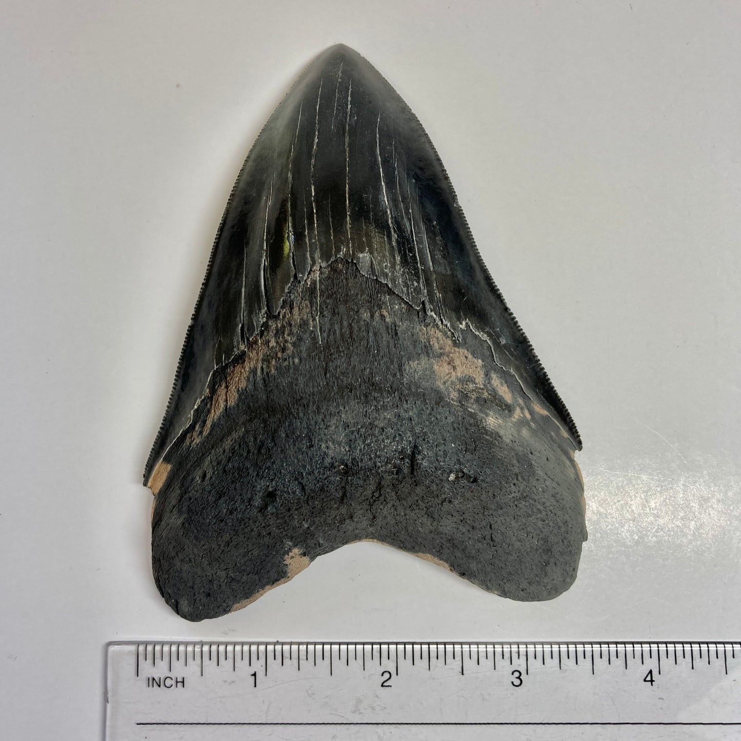 Megalodon Tooth