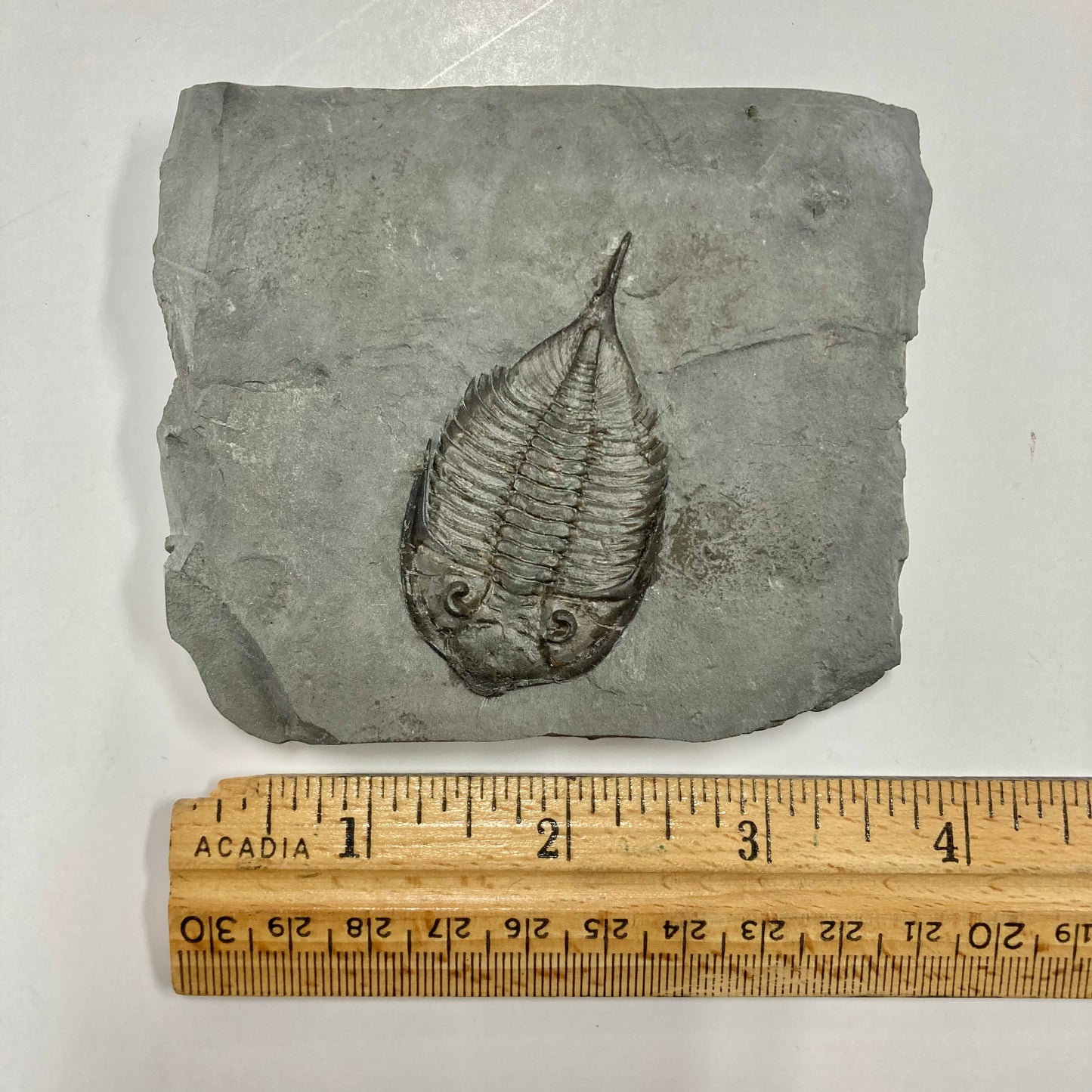 Dalmanites limulurus Trilobite