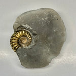 Pyritized Pleuroceras Ammonite