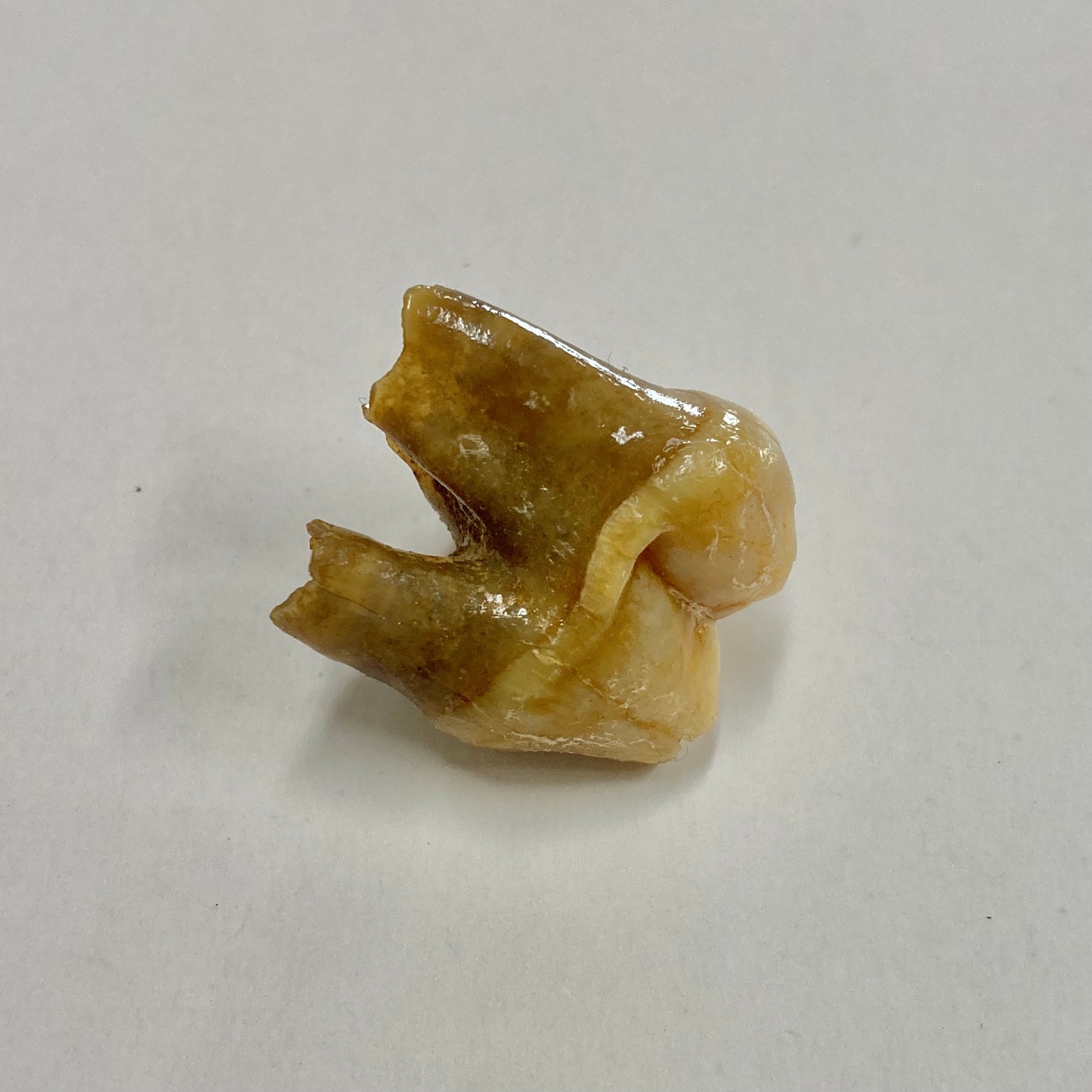 Cave Bear Premolar Tooth