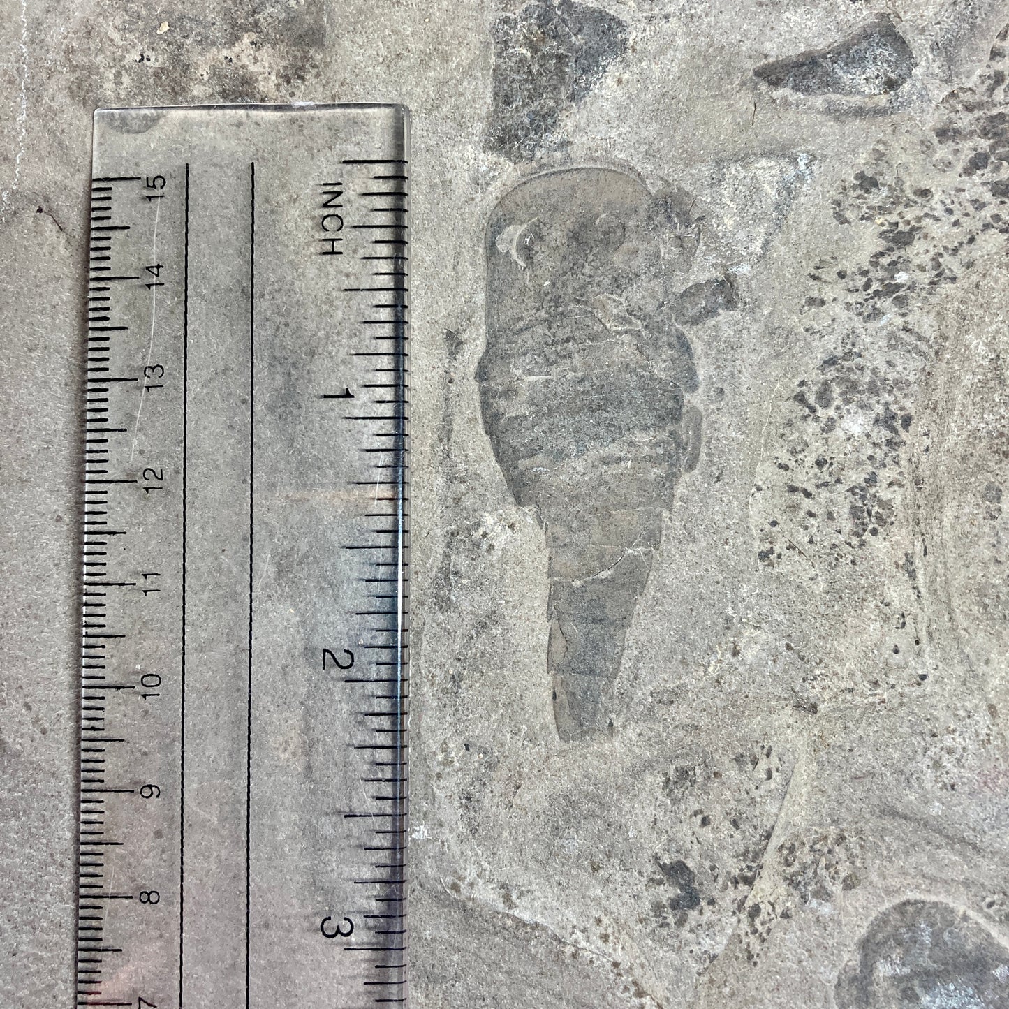 Eurypterus remipes - New York State Fossil